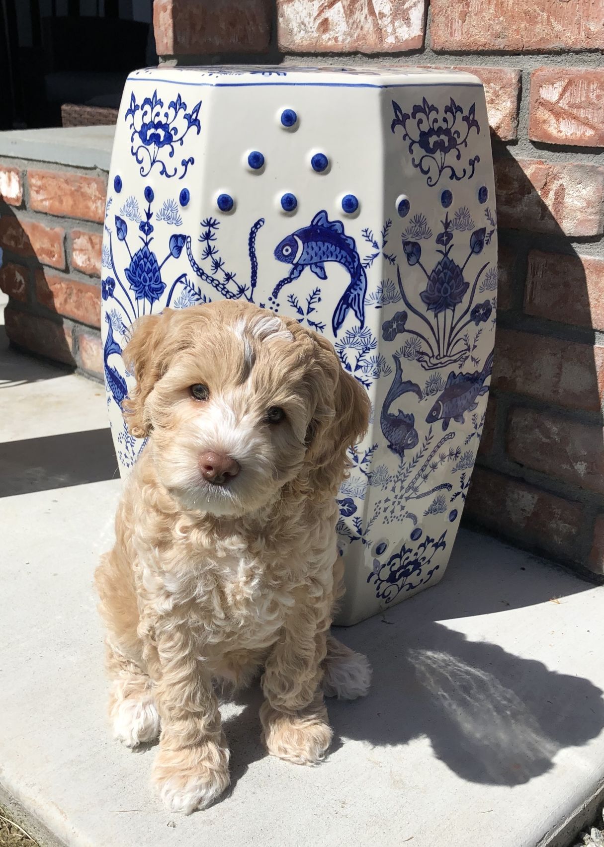 Rudy